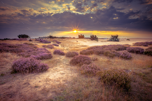 Hoge Veluwe Sand Heathland in retro colors - Stock Photo - Images