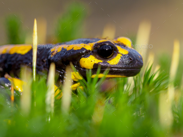 Sideview of Fire salamander on moss - Stock Photo - Images