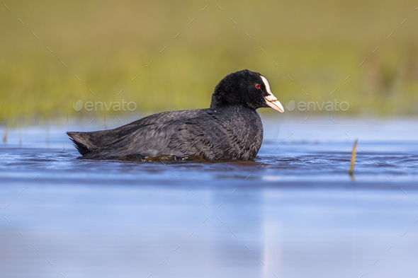 Eurasian coot Waterfowl swimming in wetland pond - Stock Photo - Images