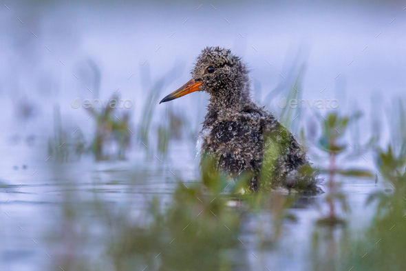 Eurasian oystercatcher chick in water - Stock Photo - Images