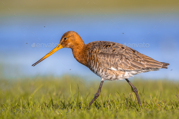Close up of Black tailed Godwit wading through wetland - Stock Photo - Images