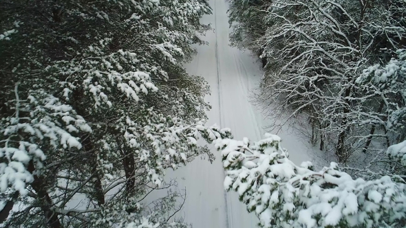 Aerial View of Winter Snowy Forest