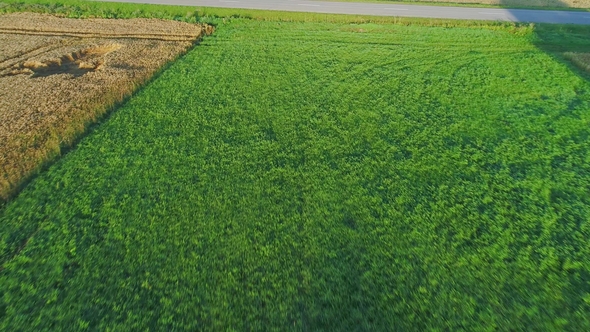 Wheat Field Aerial View