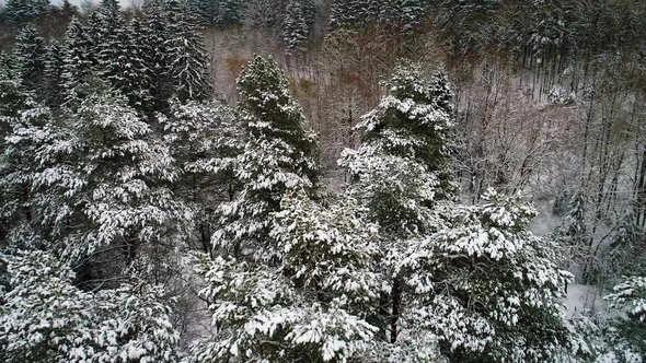 Aerial View of Winter Snowy Forest