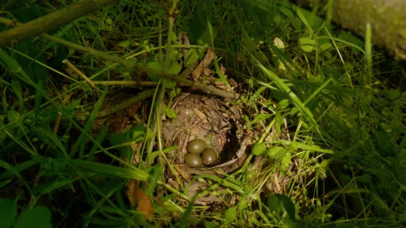 Bird Incubates Eggs in the Nest alt