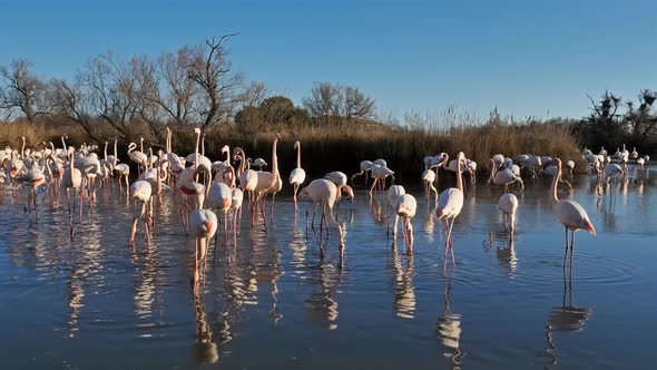 Greater Flamingos (Phoenicopterus roseus), Pont de Gau, Camargue, France alt