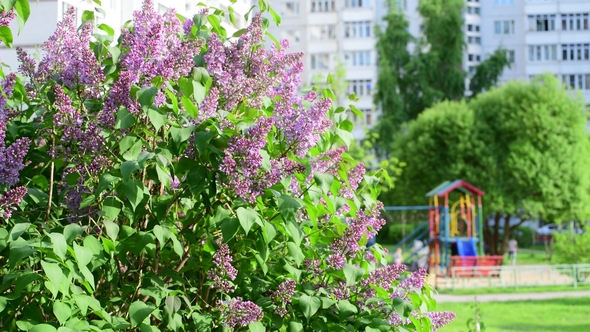 Bush of Pink Lilacs in the City