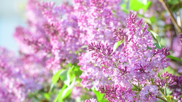 Blooming Pink Lilac