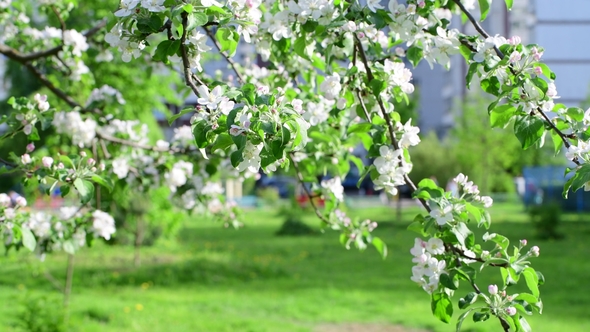 Branches of Blossoming Apple Tree in City