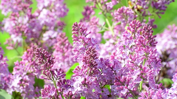 Blooming Pink Lilac