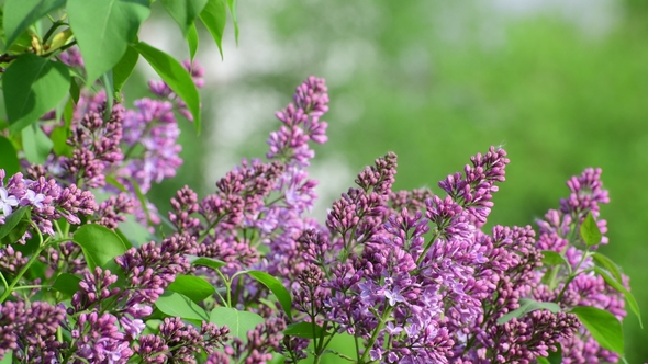 Beautiful Blooming Pink Lilac 