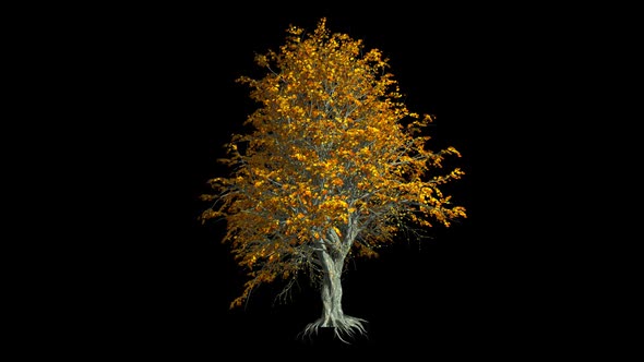 Tree With Roots And Fall Foliage alt