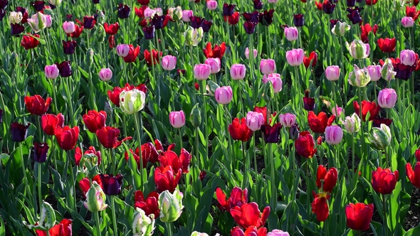 Tulips of Different Colors and Gardens in Flowerbed