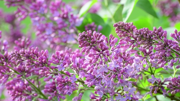 Beautiful Blooming Lilac