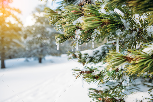 Iced water drop in a fir branch - Stock Photo - Images