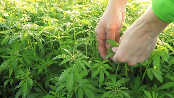Man Collects Green Leaves of Marijuana. Video with Original Sound alt