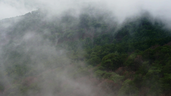 Forest Shrouded in Clouds