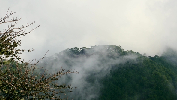 Forest Shrouded in Clouds