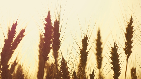 of Wheat in a Field on a Sunset Background. Cultivation and Harvesting. alt