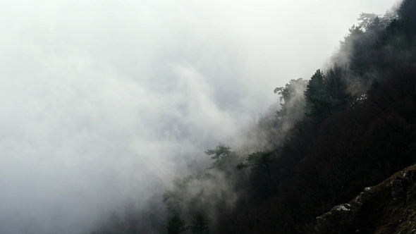 Forest Shrouded in Clouds