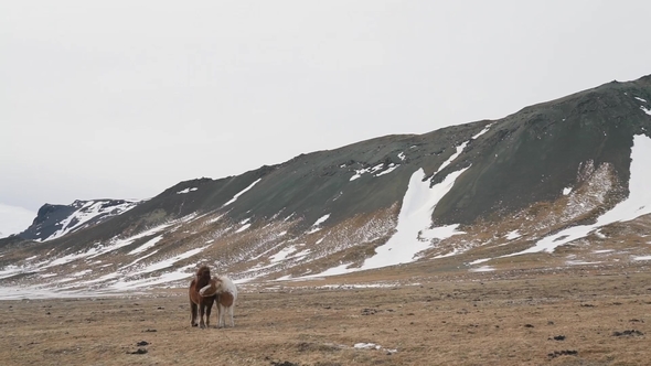 Icelandic Horse in Winter Nature
