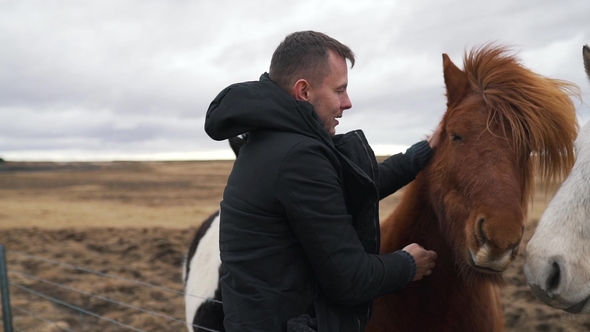 the Man Strokes the Icelandic Horses