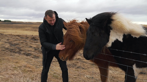 the Man Strokes the Icelandic Horses