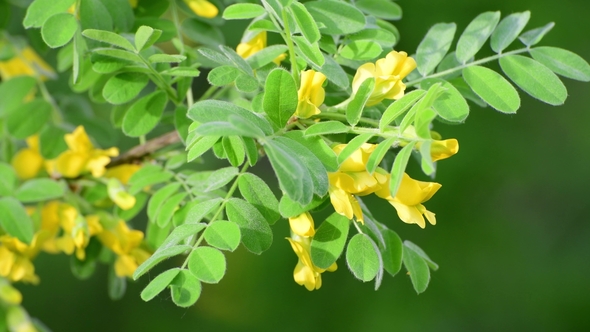 Caragana Arborescens or Yellow Acacia