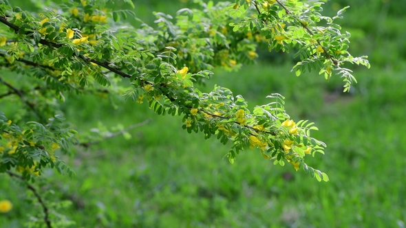 Caragana Arborescens or Yellow Acacia