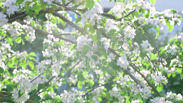 Branches of Blossoming Apple Tree in Sun