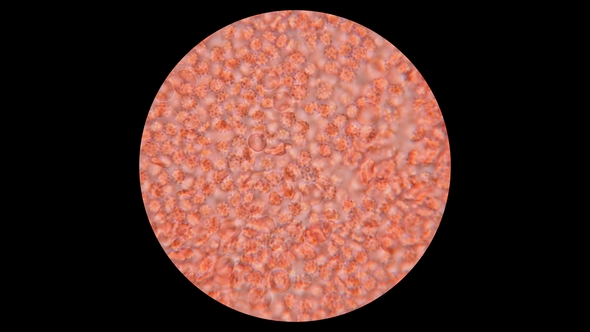 Blood of a Dog Under a Microscope alt