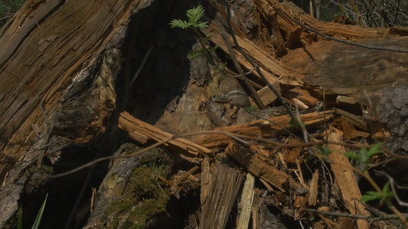 Wild Duck Mallard in Nest