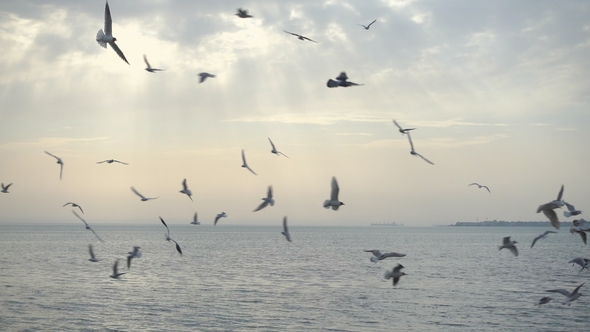 Beautiful Sky and Birds Fly Over the Sea