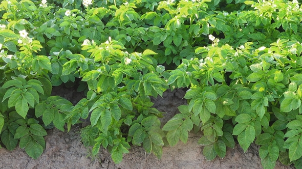 Blooming Potato Field