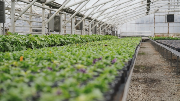 View of Flower Seedlings in Pots in the Greenhouse. alt