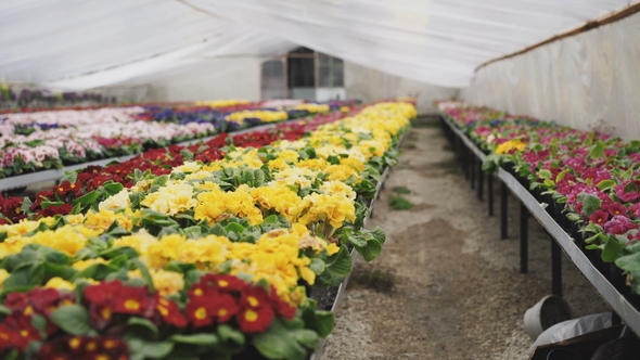 View of Different Colourful Kinds of Flowers in Greenhouse alt