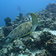 Green Sea Turtle Swimming Green Sea Turtle Swimming - VideoHive Item for Sale