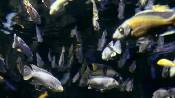 Fish Colony Tropical Swimming Underwater