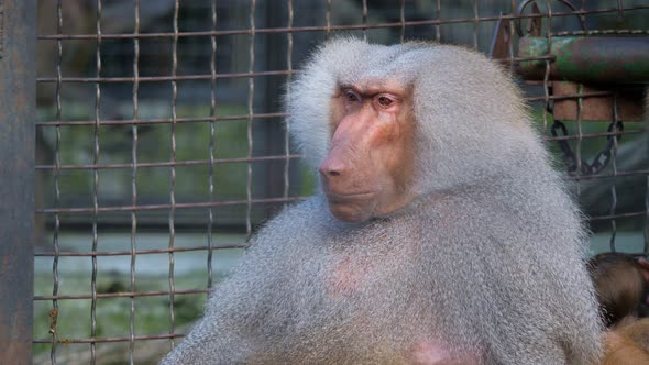 Funny Shy Hamadryas Baboon in a Zoo Cage alt