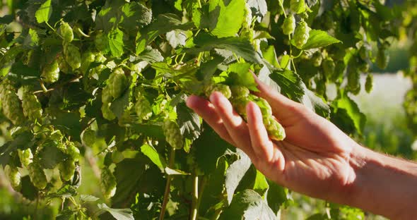 Someone Inspects the Hop Cones Growing on a Tree Closeup on a Middleaged Farmer's Hand Grabbing Hops alt