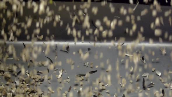 Stream of White Peeled Sunflower Kernels is Spilled Over an Conveyor for Pressing Oil alt