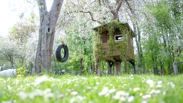 House on Tree