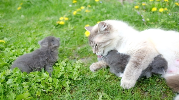 Small Kittens with Mother