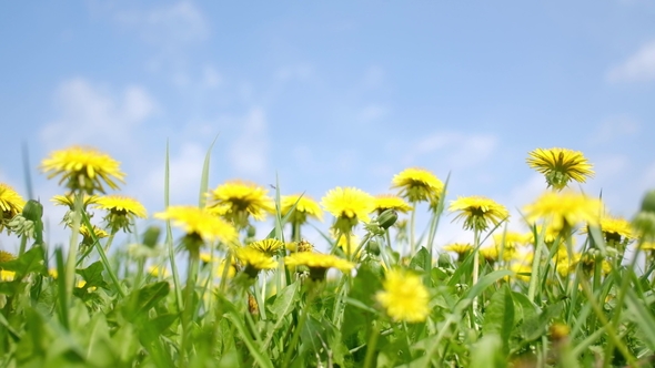 Yellow Dandelions Field