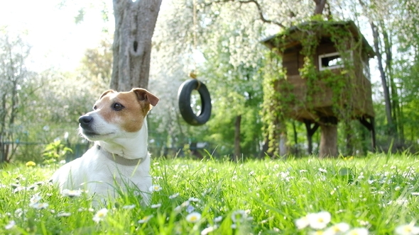 Jack Russel Terrier on Flowers Meadow