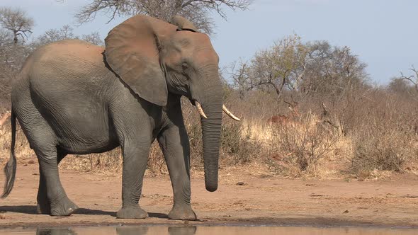 A young elephant bull shaking his head at a herd of passing impala in Africa. A head shake is the el alt