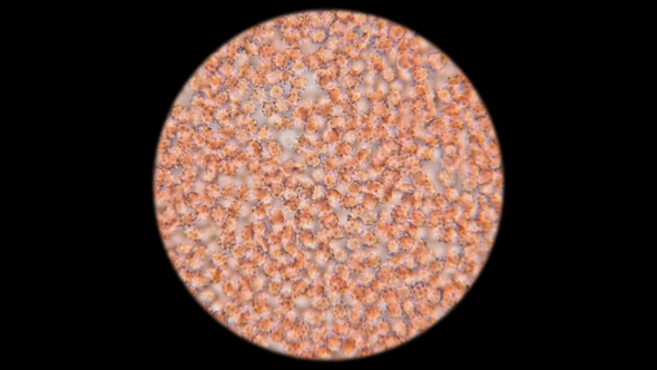 Blood of a Dog Under a Microscope alt