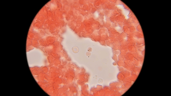 Blood of a Dog Under a Microscope alt