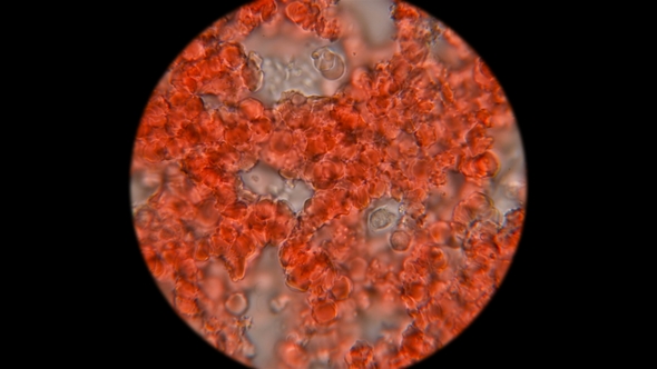 Blood of a Dog Under a Microscope alt