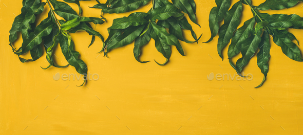 Tropical tree green leaves over bright yellow background, wide composition - Stock Photo - Images